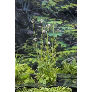 Valeriana officinalis