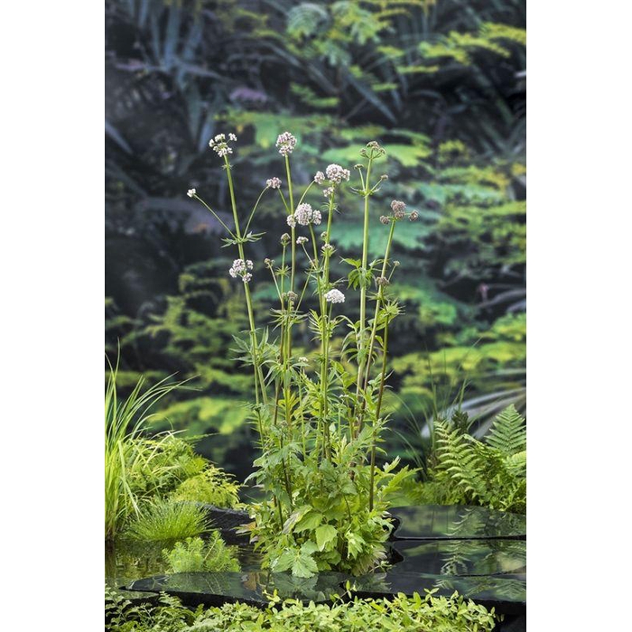 <h4>Valeriana officinalis</h4>