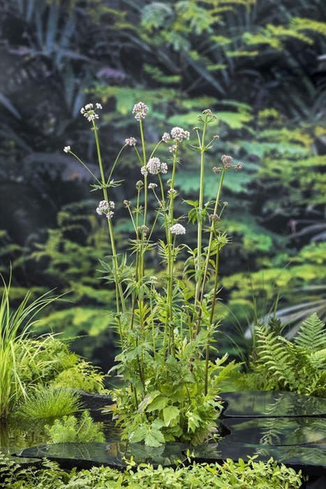 Valeriana officinalis