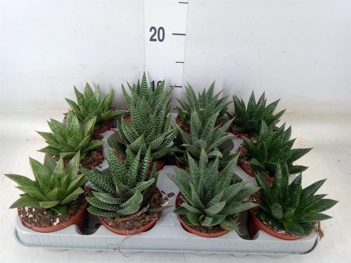 <h4>Aloe   ...mix</h4>