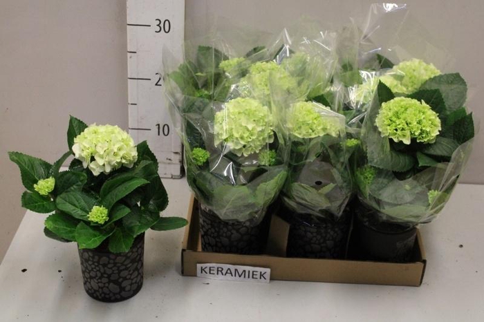 <h4>HYDR M HI WHITE SUN</h4>