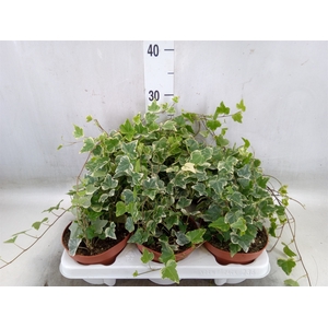 Hedera helix 'White Wonder'