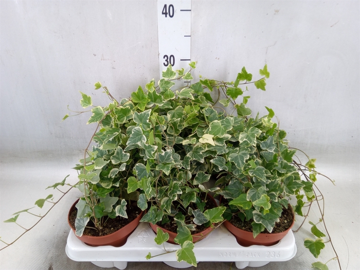 <h4>Hedera helix 'White Wonder'</h4>