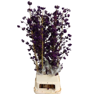 CALLICARPA BOD PROFU