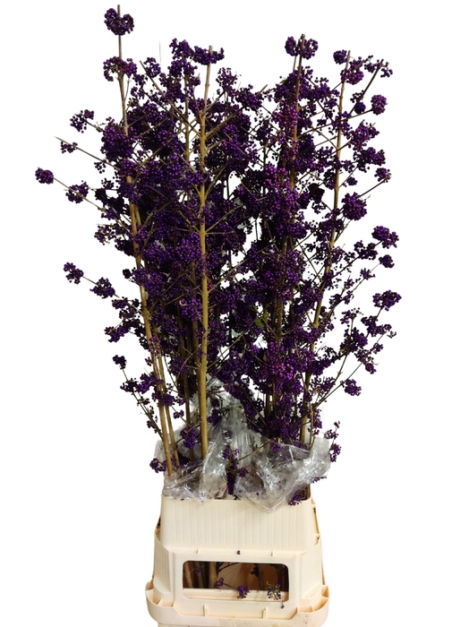 <h4>CALLICARPA BOD PROFU</h4>