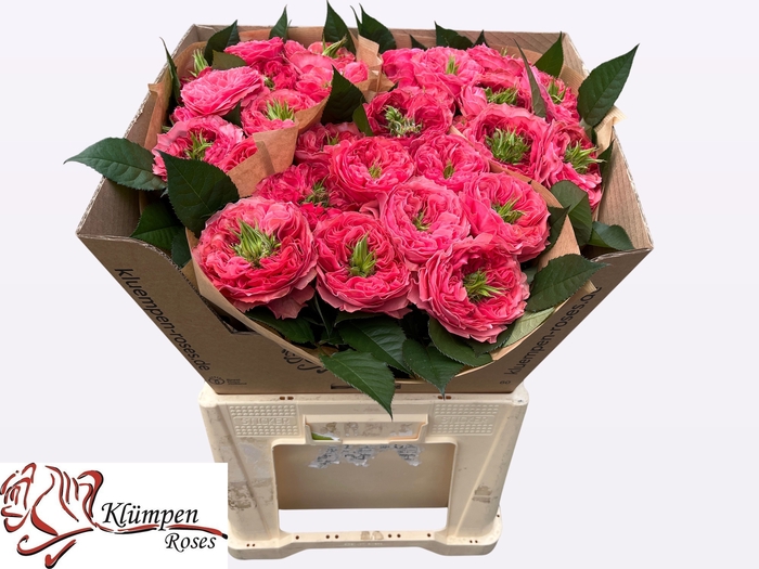 <h4>R Gr Middleton Kluempen</h4>