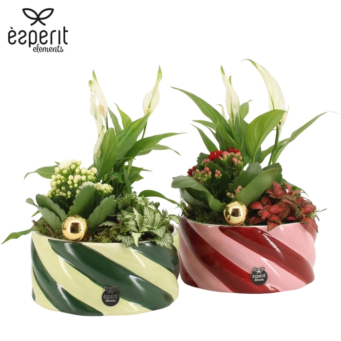 <h4>62132: X-mas arrangement</h4>