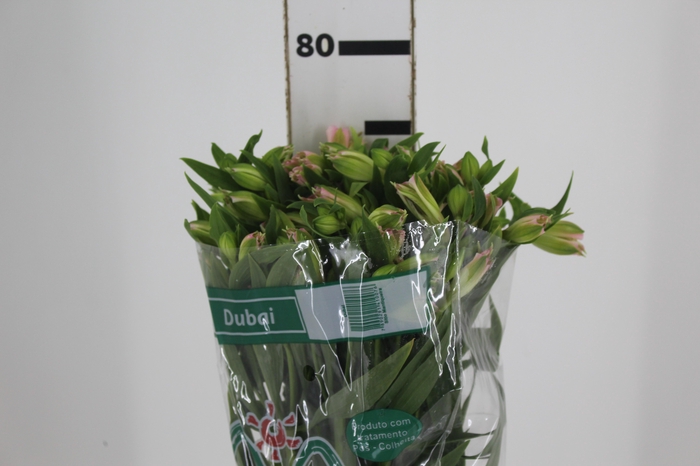 <h4>ALSTROEMERIA DUBAI 080 CM</h4>
