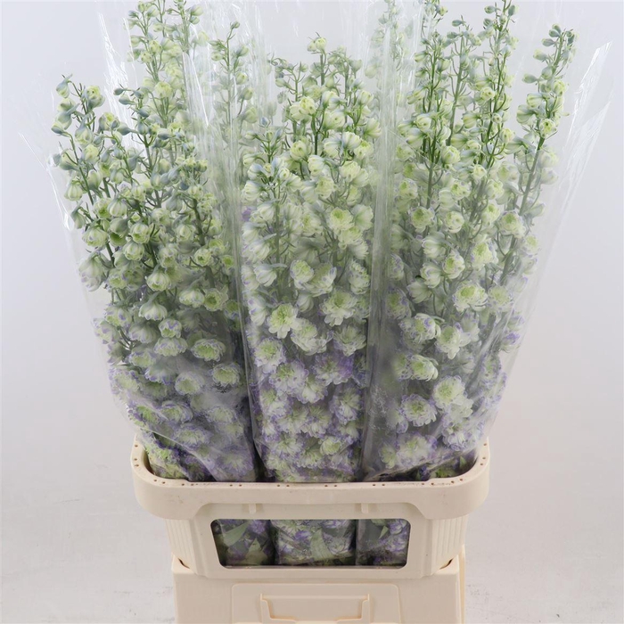 <h4>Delph Double Overig | Paars Light</h4>