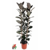 Ficus Elastica Abidjan