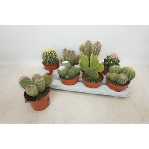 CACTUS GEM