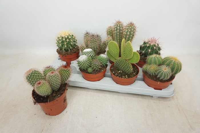 <h4>CACTUS GEM</h4>
