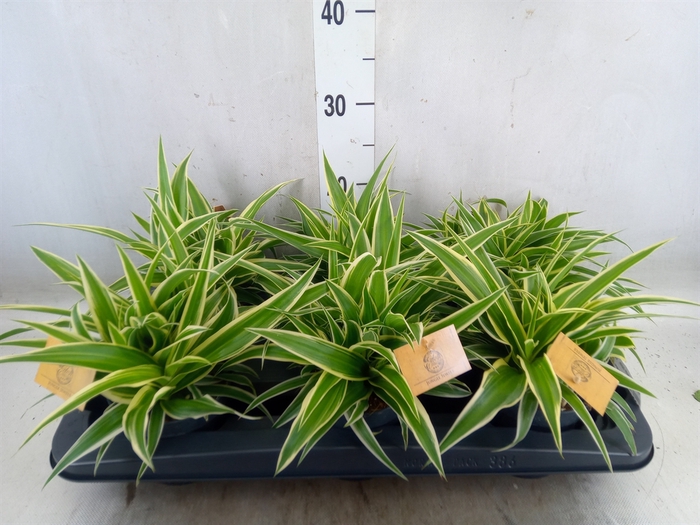 <h4>Chlorophytum com. 'Ocean'</h4>