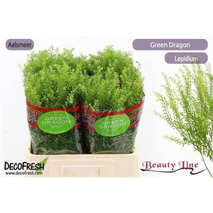 Lep Vi Green Dragon
