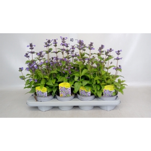 Nepeta faassenii  'Purrsian Blue'