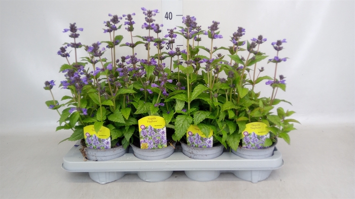 <h4>Nepeta faassenii  'Purrsian Blue'</h4>