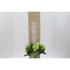 Hydr ( Box ) Lime Green