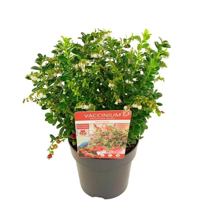 <h4>Vaccinium vitis-idaea 'Red Candy' ®</h4>