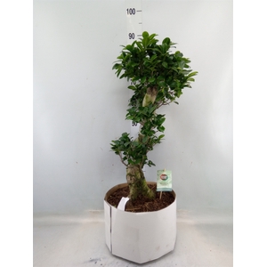 Ficus microcarpa 'Ginseng'