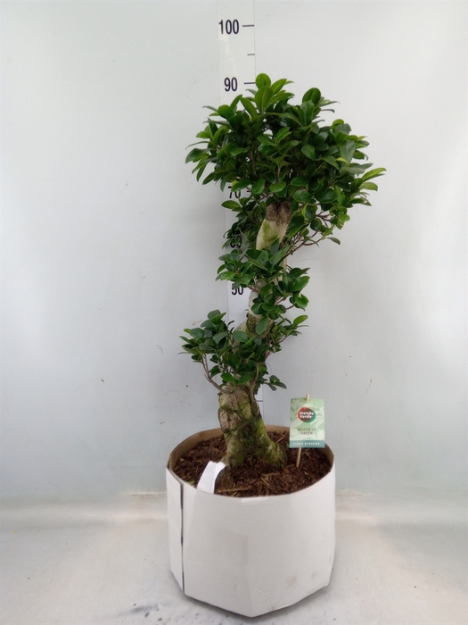 <h4>Ficus microcarpa 'Ginseng'</h4>