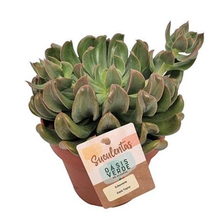 Echeveria Dark Topsy