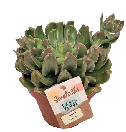 <h4>Echeveria Dark Topsy</h4>