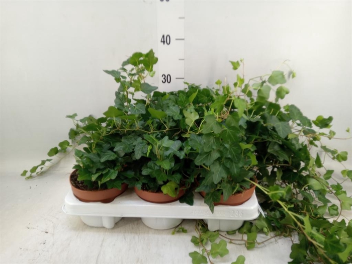 <h4>Hedera helix 'Wonder'</h4>