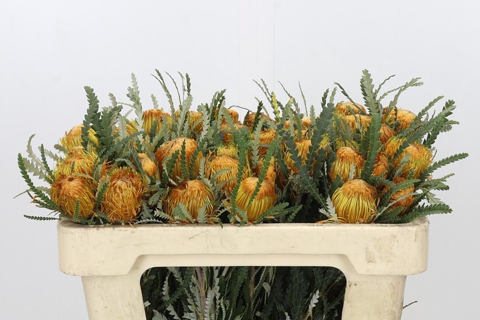 <h4>Banksia Dryandra</h4>