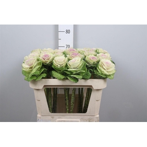 Brass Crane Bicolour