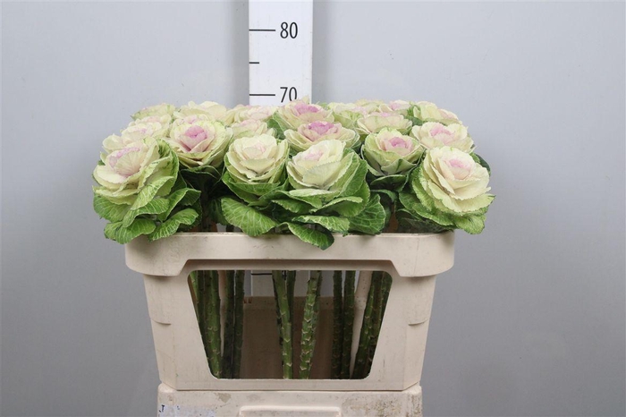 <h4>Brass Crane Bicolour</h4>