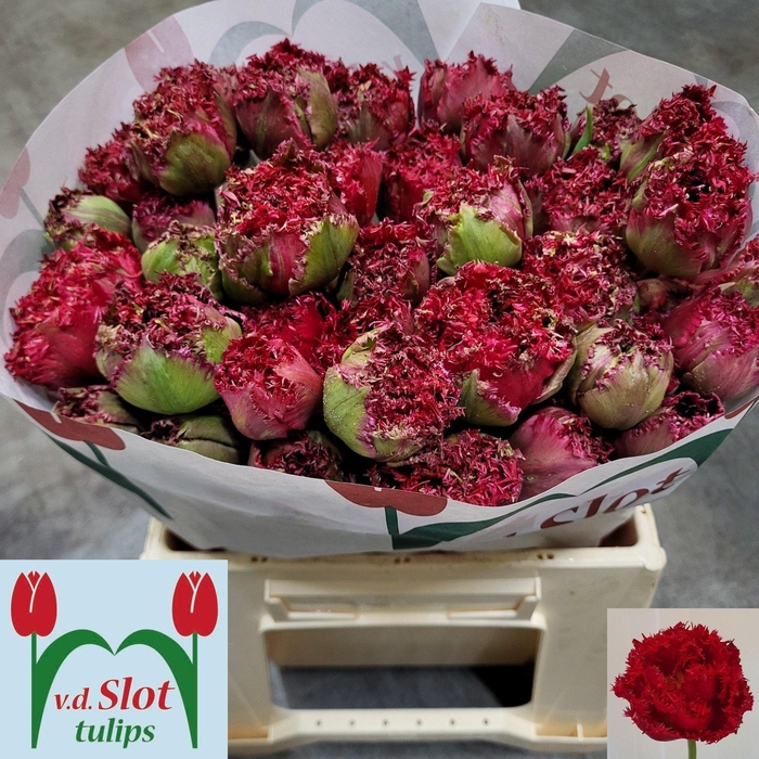 <h4>TU FR QATAR</h4>