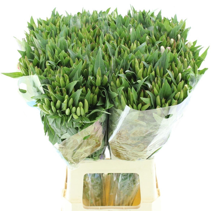 <h4>Clarkia Rose Pink</h4>