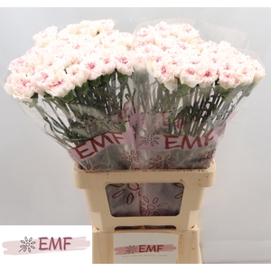 DI ST YUKARI  CHERRY