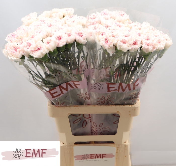 <h4>DI ST YUKARI  CHERRY</h4>