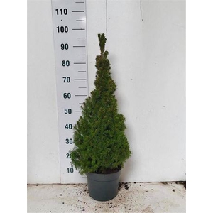 Picea Gl Conica