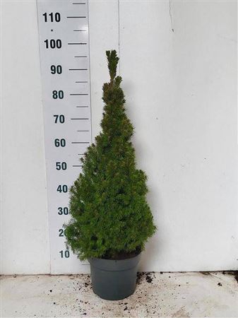 <h4>Picea Gl Conica</h4>