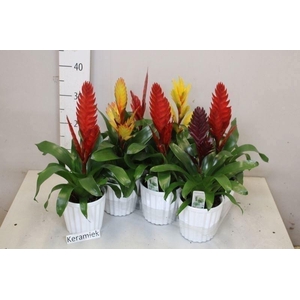 ARR BROMELIA