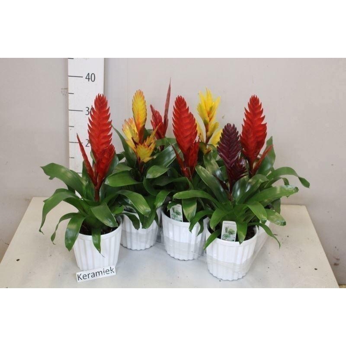 <h4>ARR BROMELIA</h4>