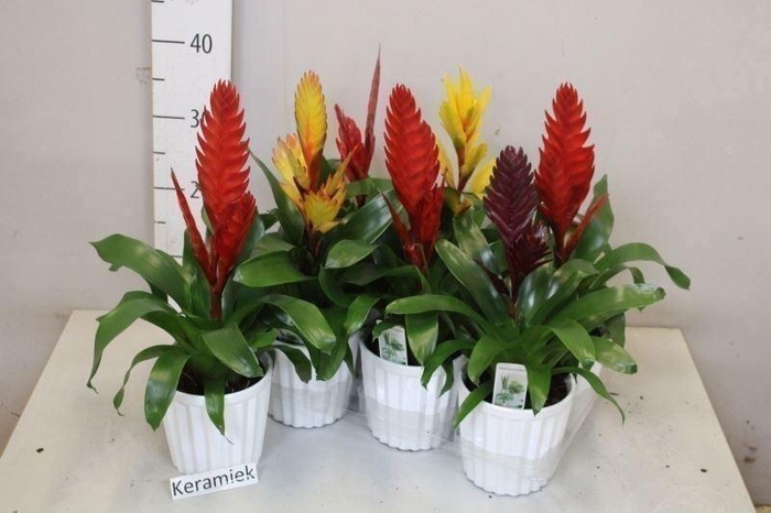 ARR BROMELIA
