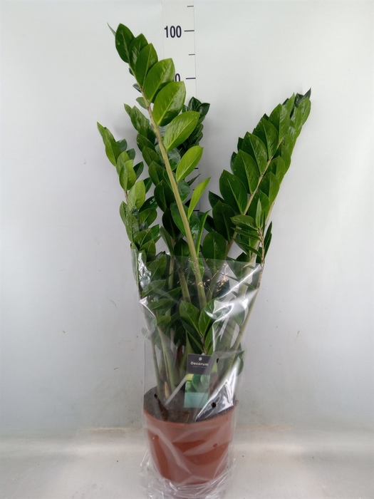 <h4>Zamioculcas zamiifolia</h4>