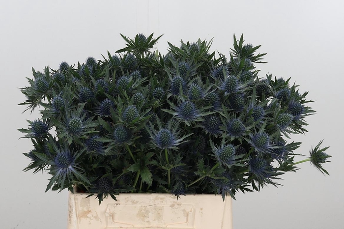 <h4>Eryng Aquarius</h4>