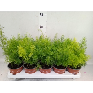 Asparagus dens. 'Sprengeri'