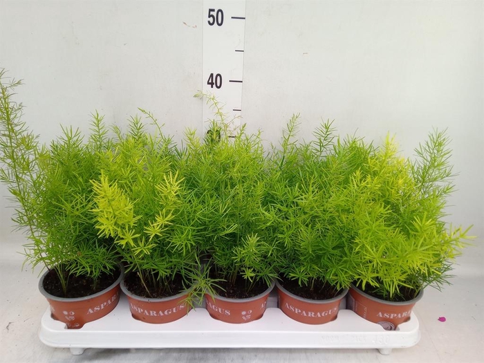 <h4>Asparagus dens. 'Sprengeri'</h4>