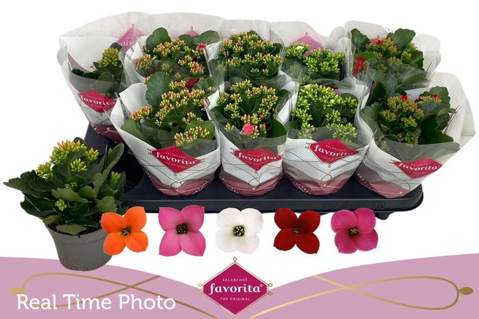 <h4>KAL EN GEM 5 KL</h4>