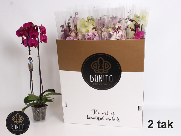 <h4>PHAL GEM 7 KL</h4>