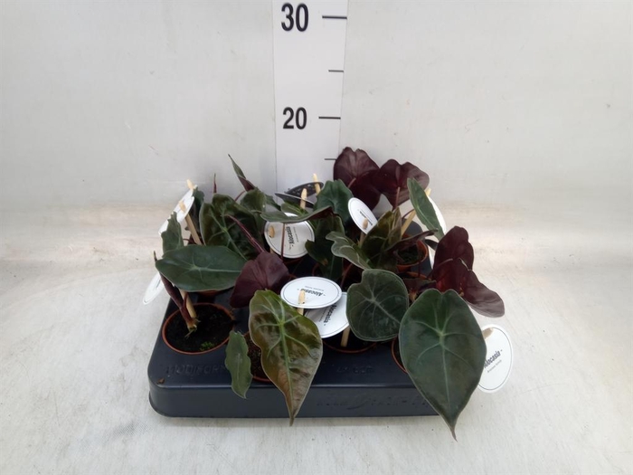 <h4>Alocasia   ...</h4>