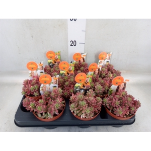 Sedum rubrotinctum 'Aurora'