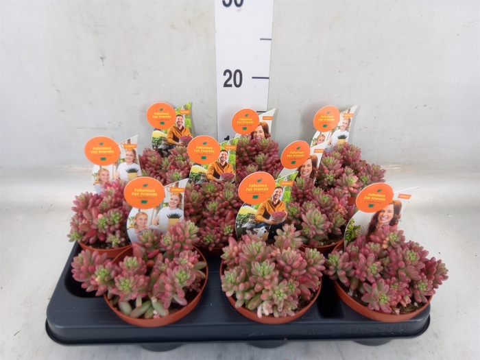 <h4>Sedum rubrotinctum 'Aurora'</h4>