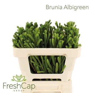 Brunia albiflora