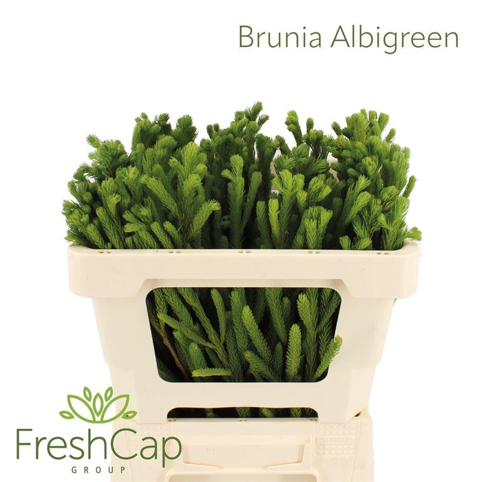 <h4>Brunia albiflora</h4>